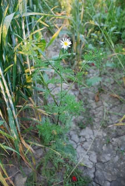 Cota cfr.altissima